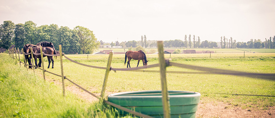 L'Arche d'Ury le pension pour votre cheval en pré-abri ou en pré-box