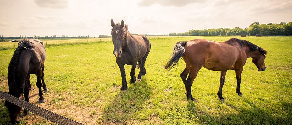 L'Arche d'Ury gardiennage de votre cheval en pré-abri ou en pré-box