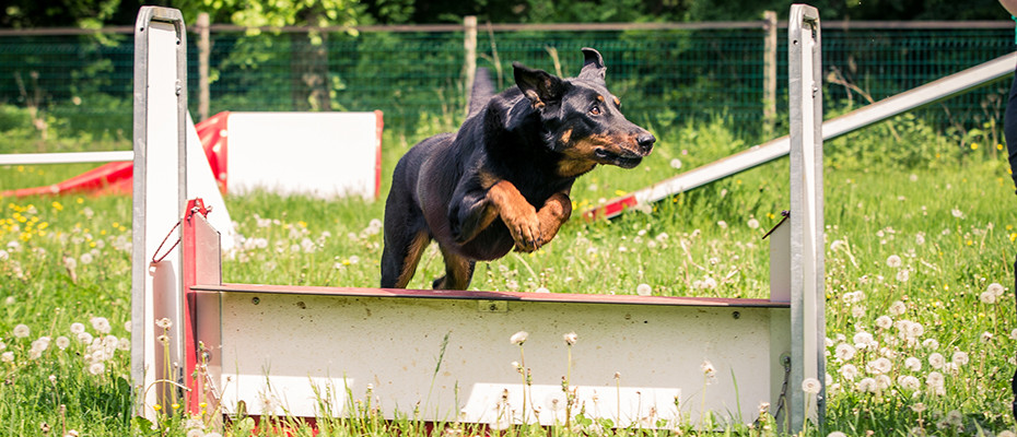 L'Arche d'Ury éducation canine Seine et Marne