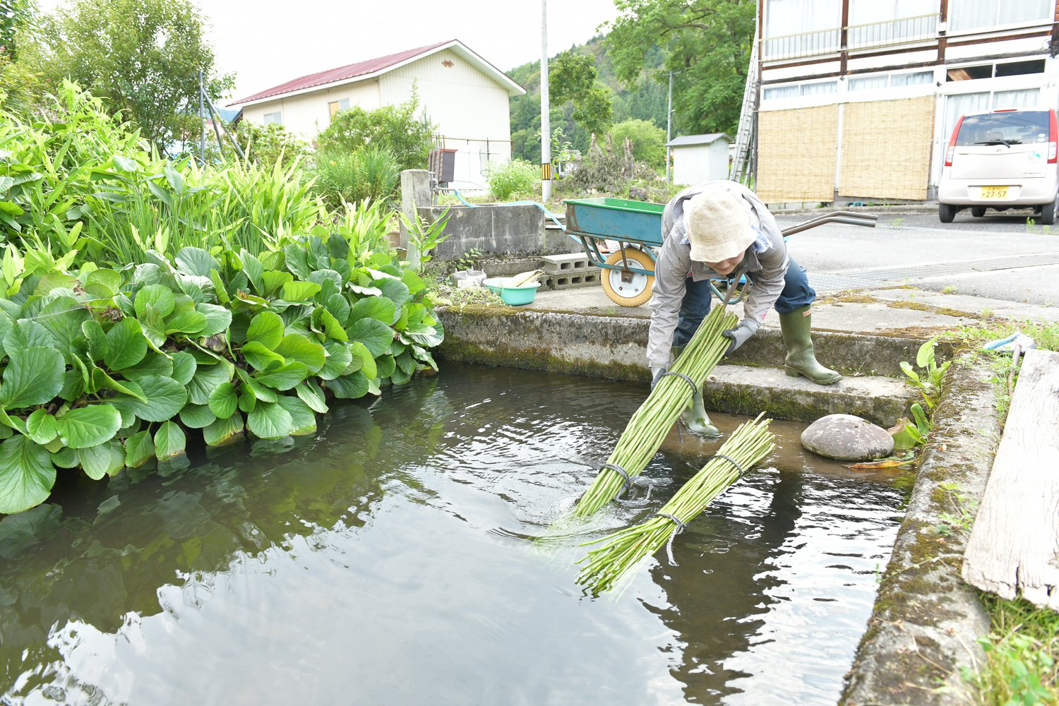▲刈り取った からむしを酒井さん宅のため池の清水に浸す。