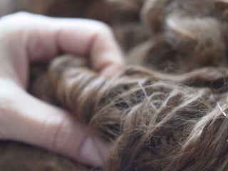 ▲ペルー産の艶やかなアルパカ　