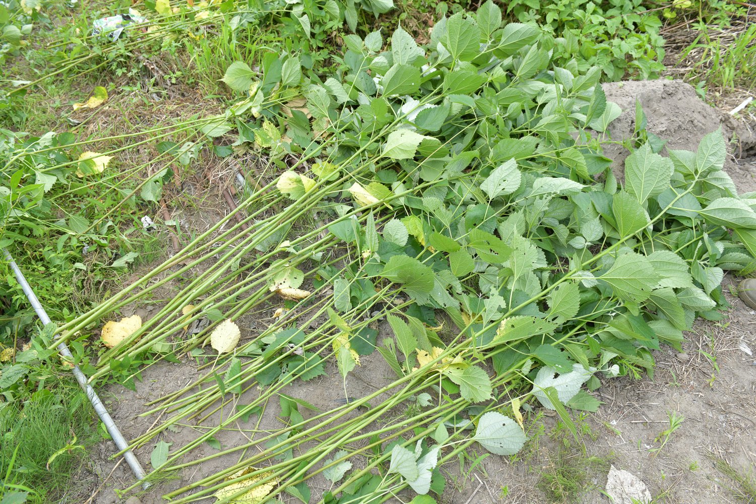 ▲1本ずつ素早く刈り取り、品質によって「おや苧」「かげ苧」「ワタクシ」に分ける。