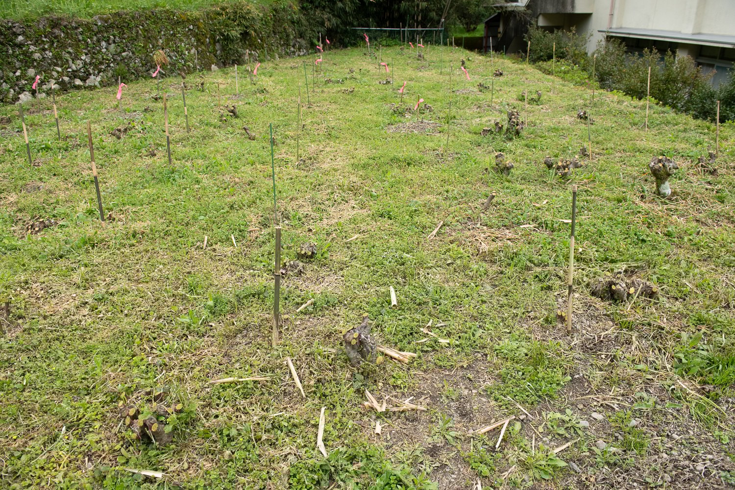 ▲保存伝承会の楮畑。