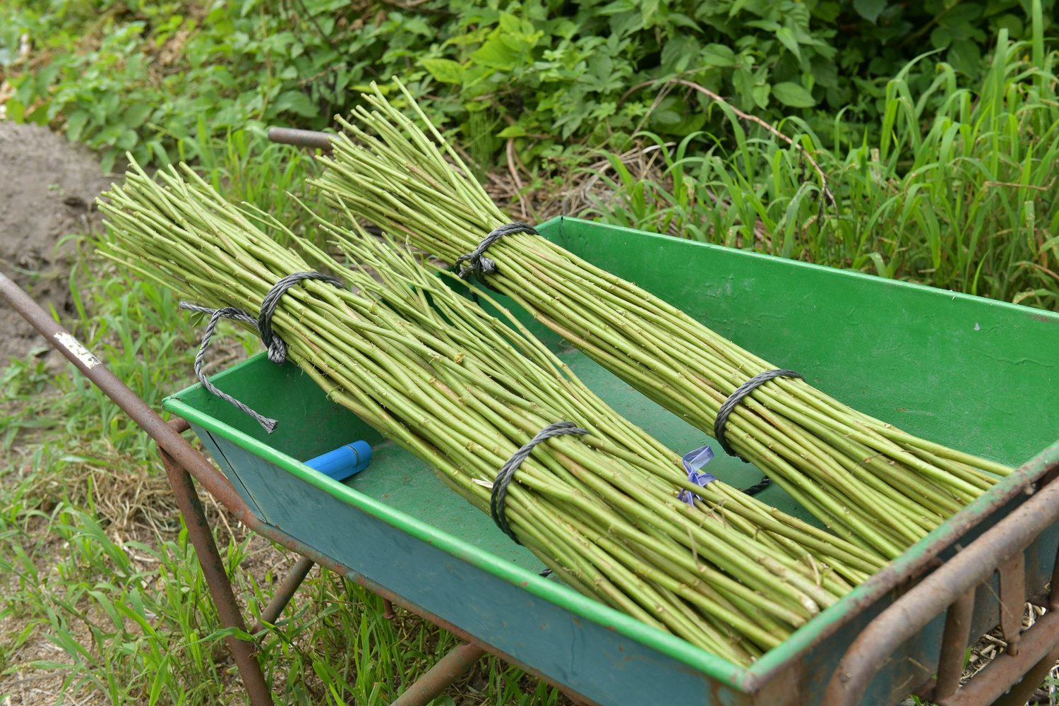 ▲一回の刈り取りでとれたからむし。