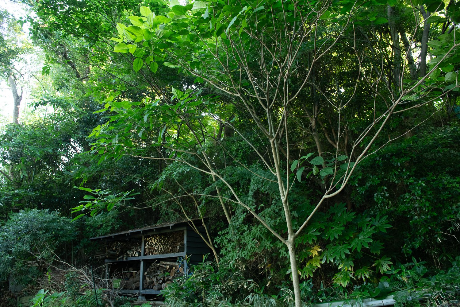 ▲庭の一角にあるクサギの実はお気に入りの染料。