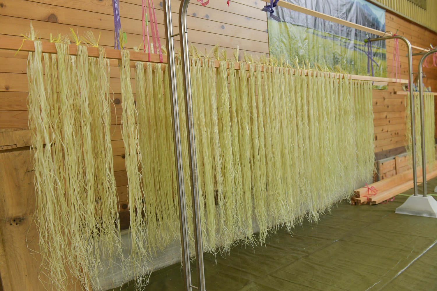 ▲取り出した繊維を束ねて乾燥させる。