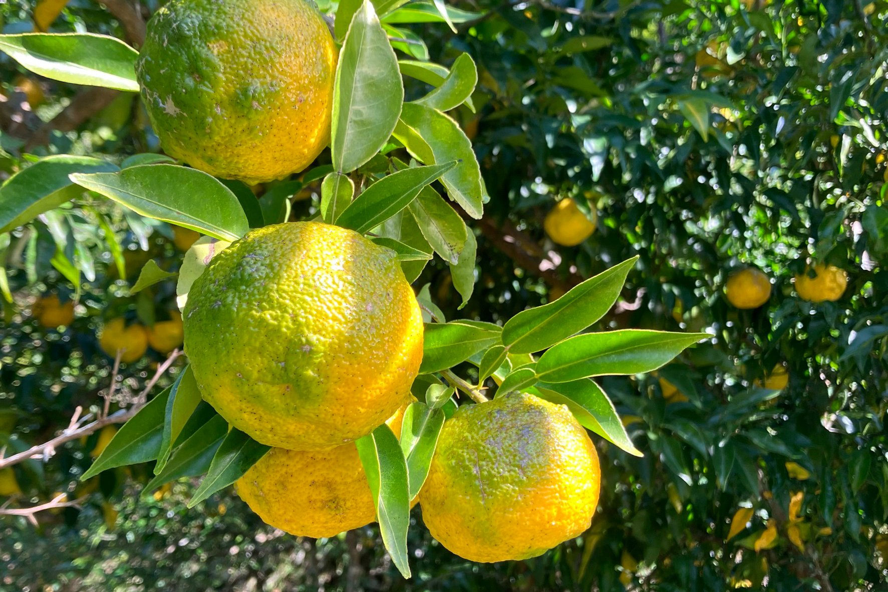 Letters Vol.02 From徳島