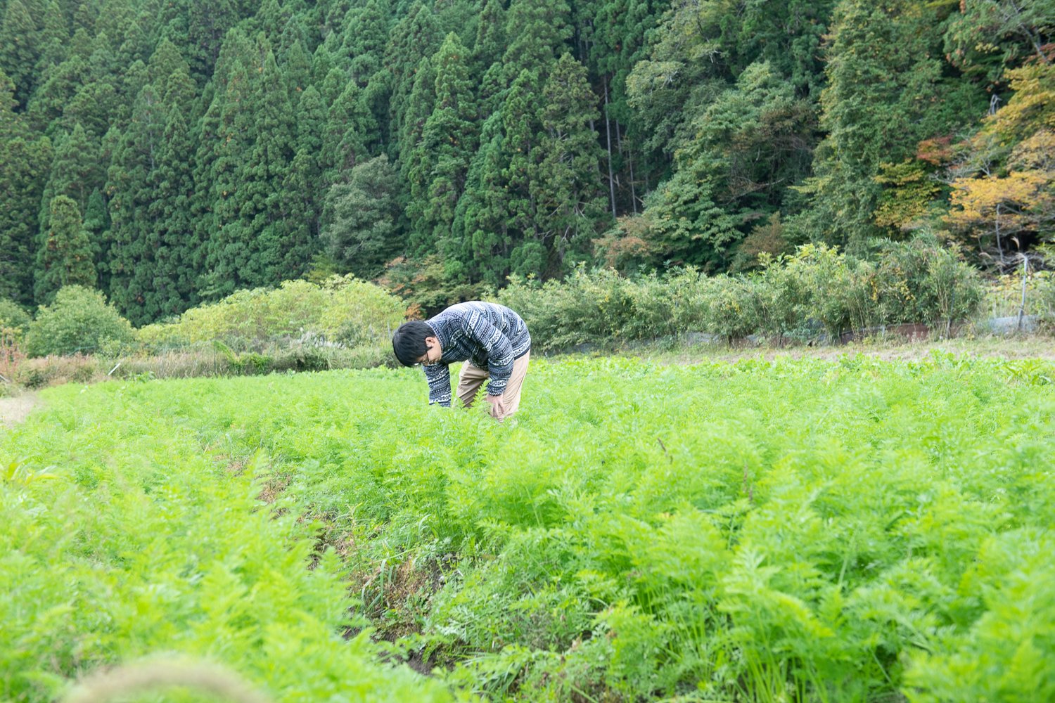 ▲ご主人が農薬や化学肥料は使わない方法で野菜を育てている畑。