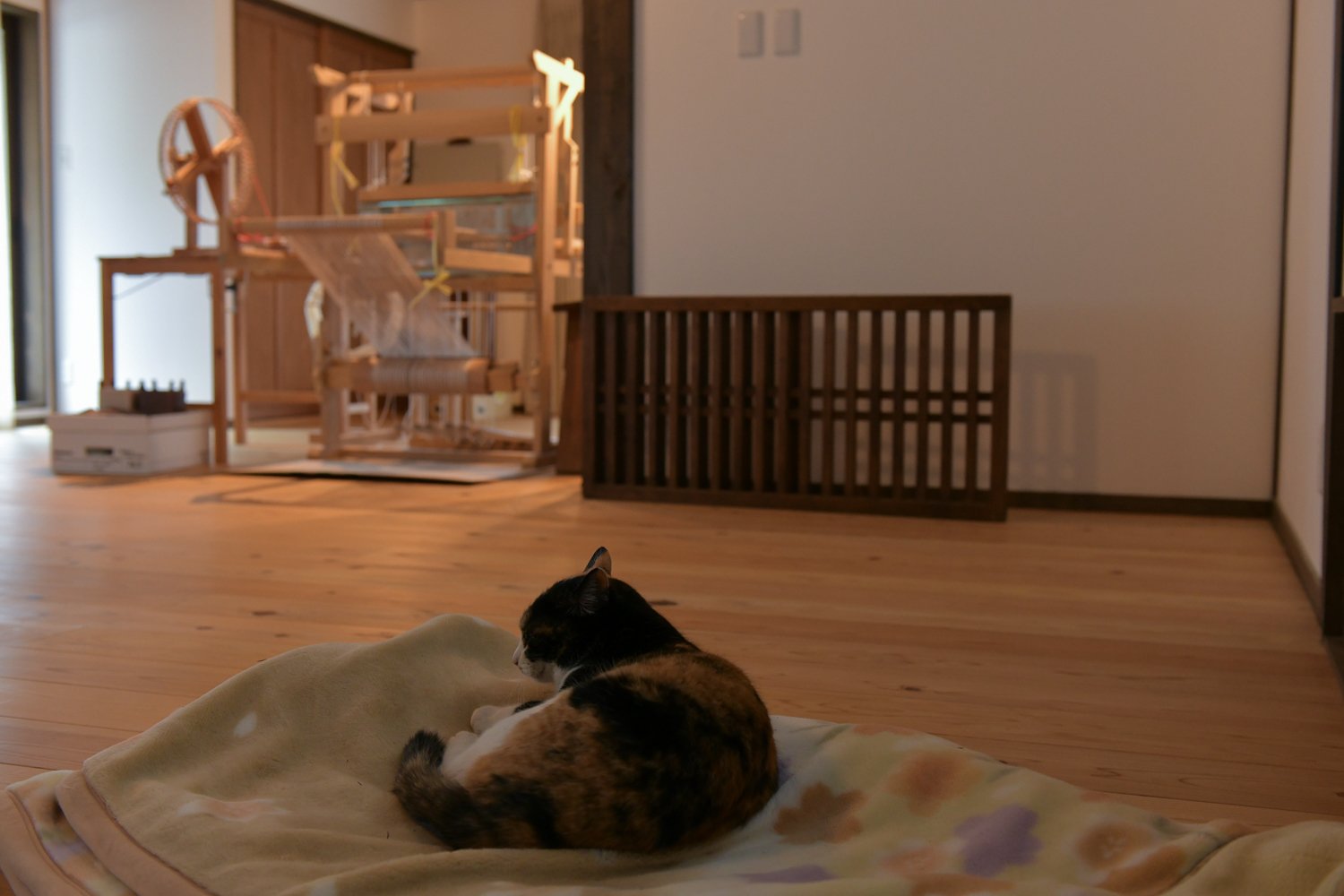 ▲長谷川さんの手仕事場でくつろぐ愛猫・モモ。