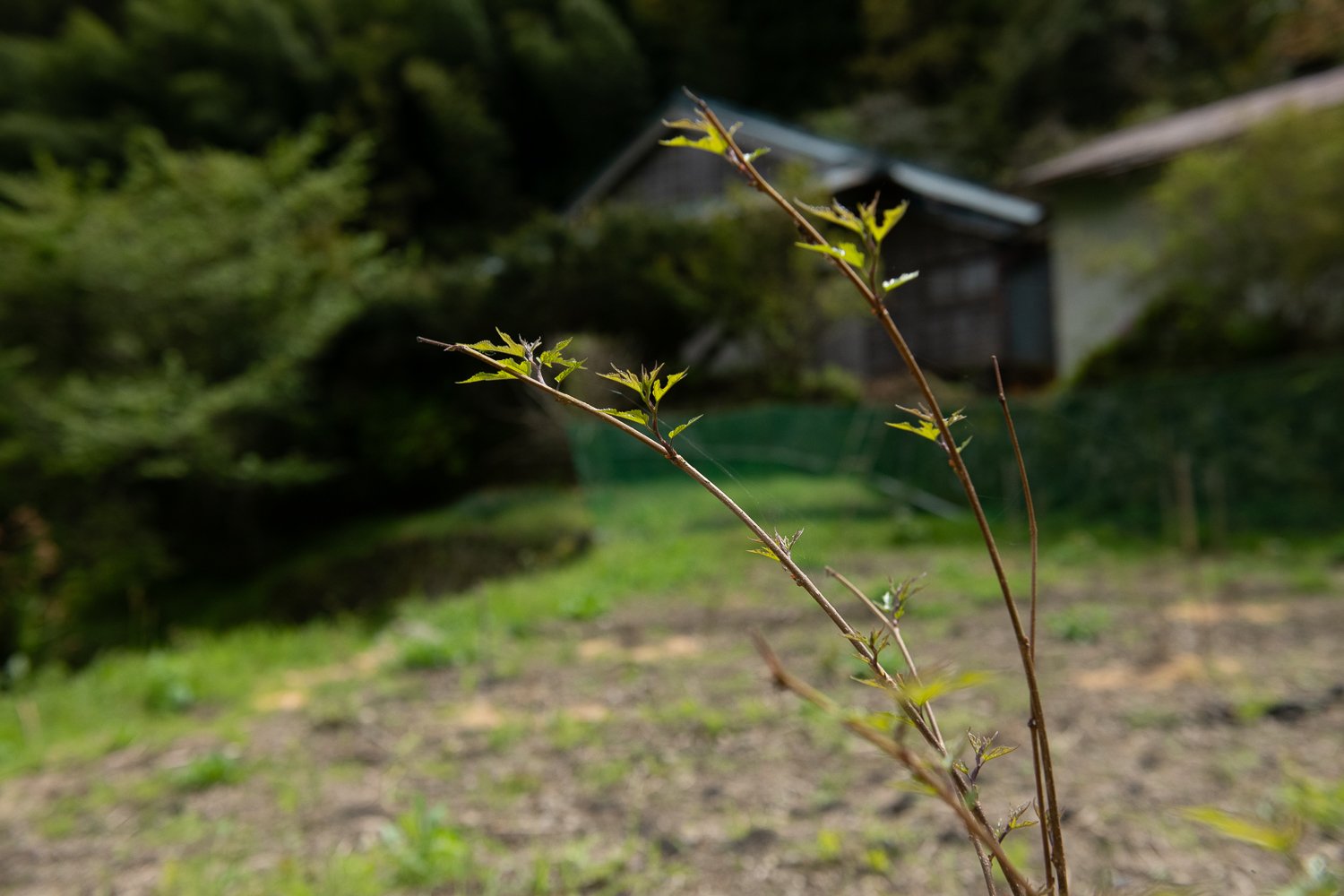 ▲育つと3mほどにも成長する。