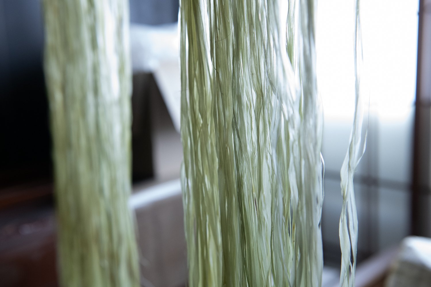 ▲からむし引きした繊維は透き通り、乾燥する前はわずかに緑色を残している。