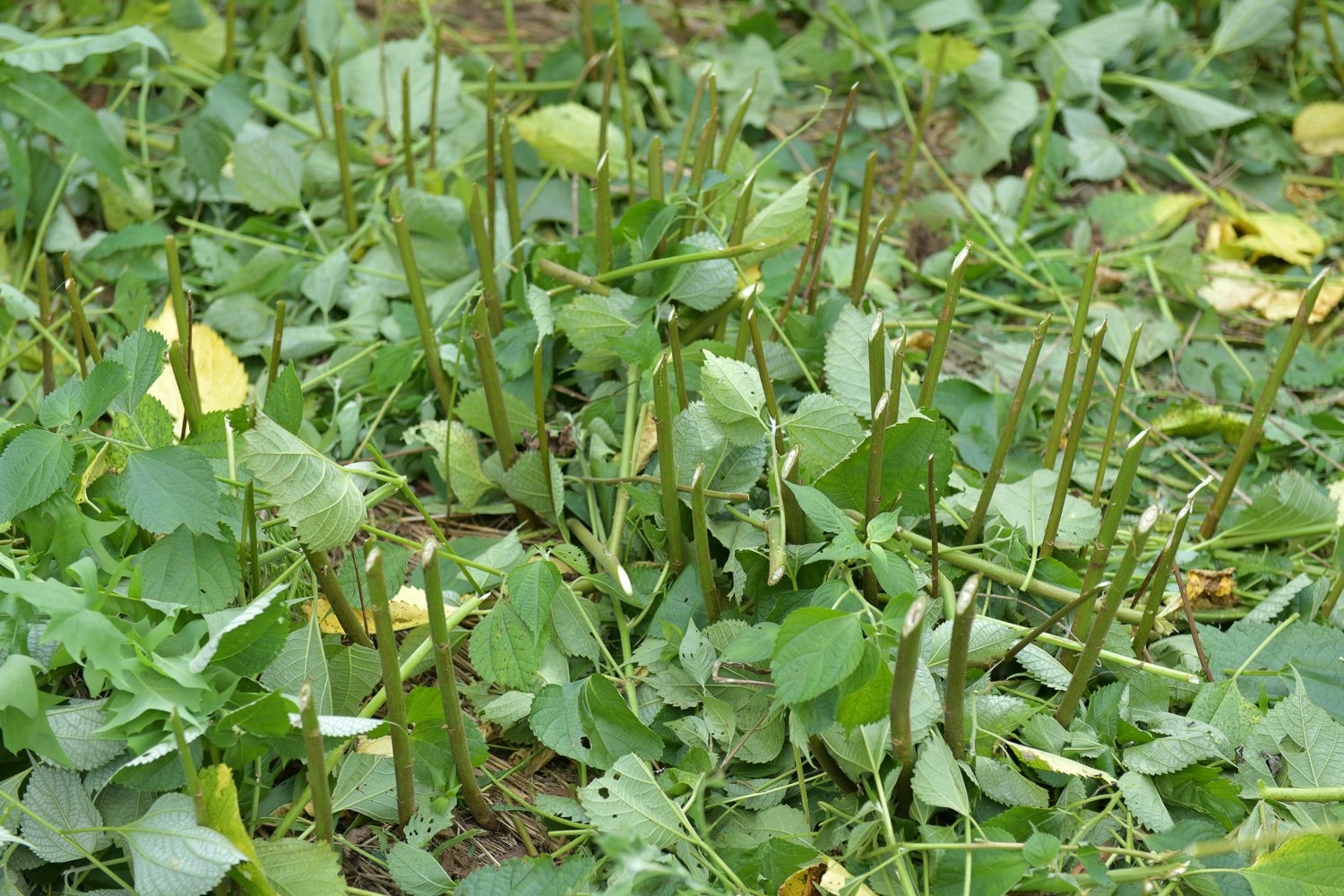 ▲地面から一定の高さのところで斜めに切り取る。