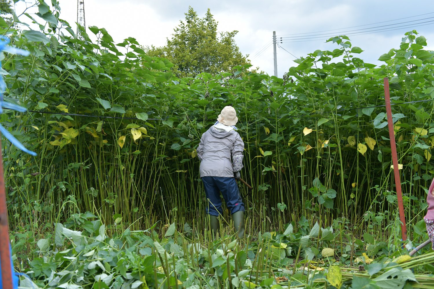 ▲瀧さんの背丈を超える高さに成長した酒井さんのからむし畑。