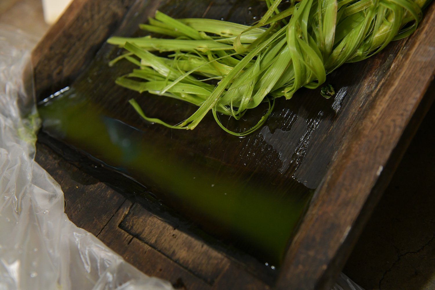 ▲ひくと青い汁が出る。この汁で繊維を汚さないように気をつけて作業する。