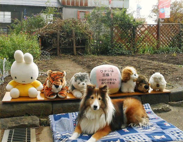 2013.11.14 (Thur) Erie is basking with dolls.