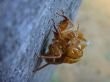 a cicada's shell