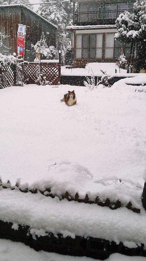 Erie is playing on Snowful LL Garden on 20140109(木)