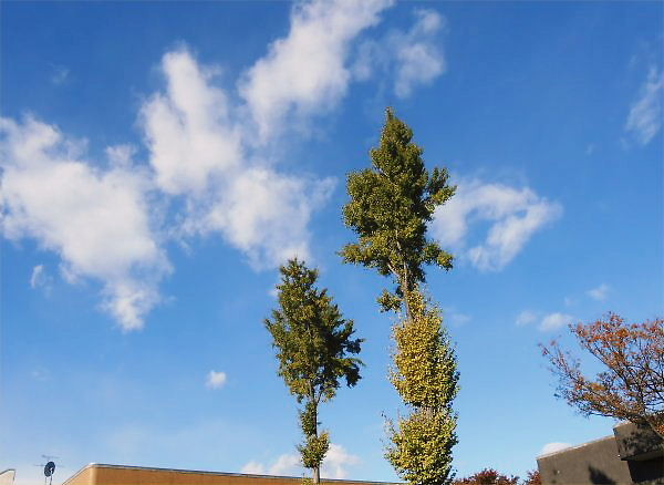 2013.11.19 (Tue) Ginkgo: Ginkichi Brothers 