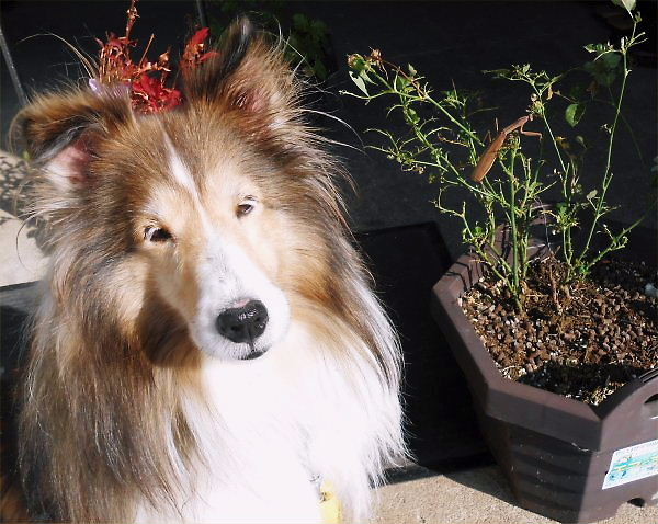 2013.12.03 (Tue) That mantis with Erie