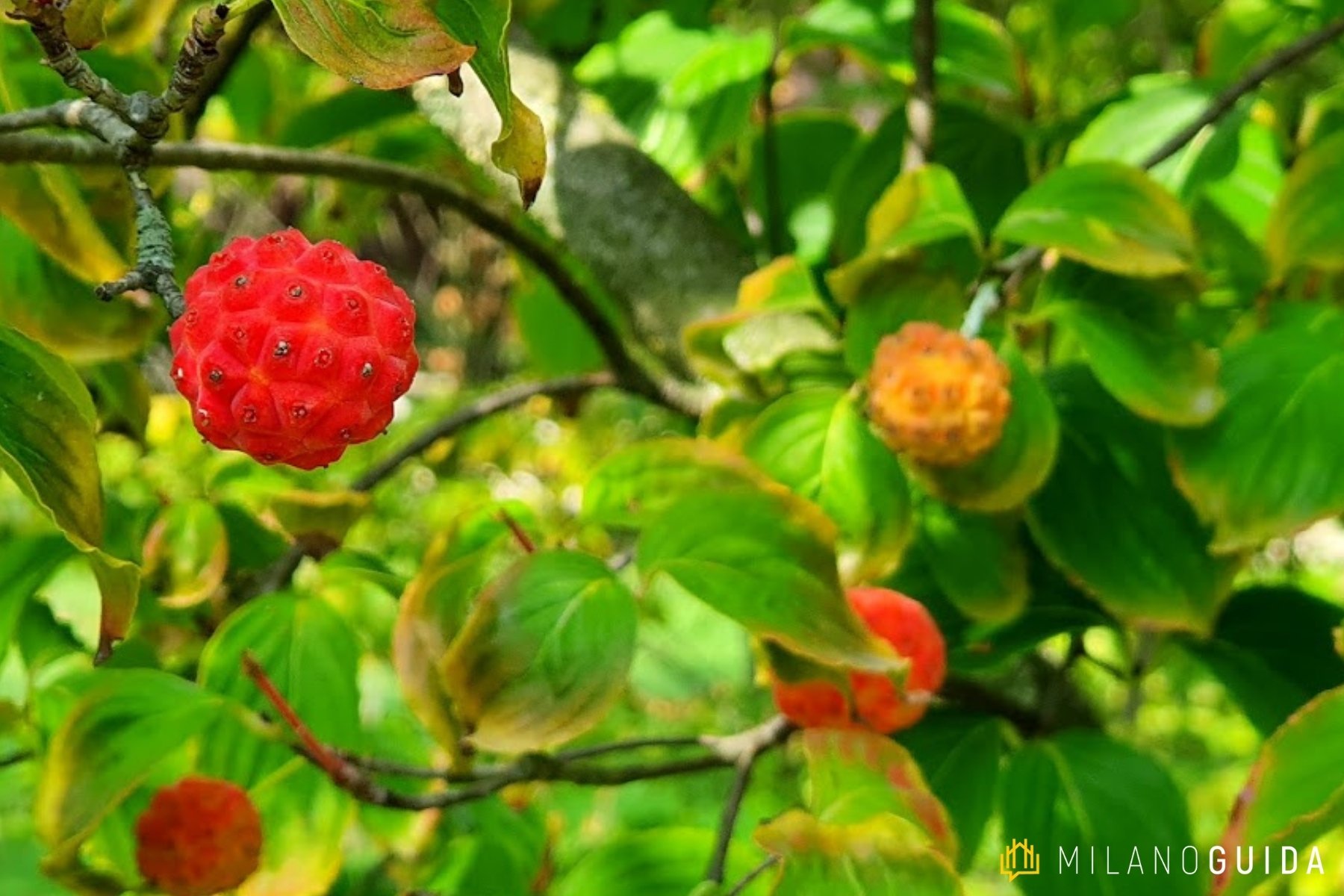 Visita botanica Storie segrete degli Alberi Parco Sempione