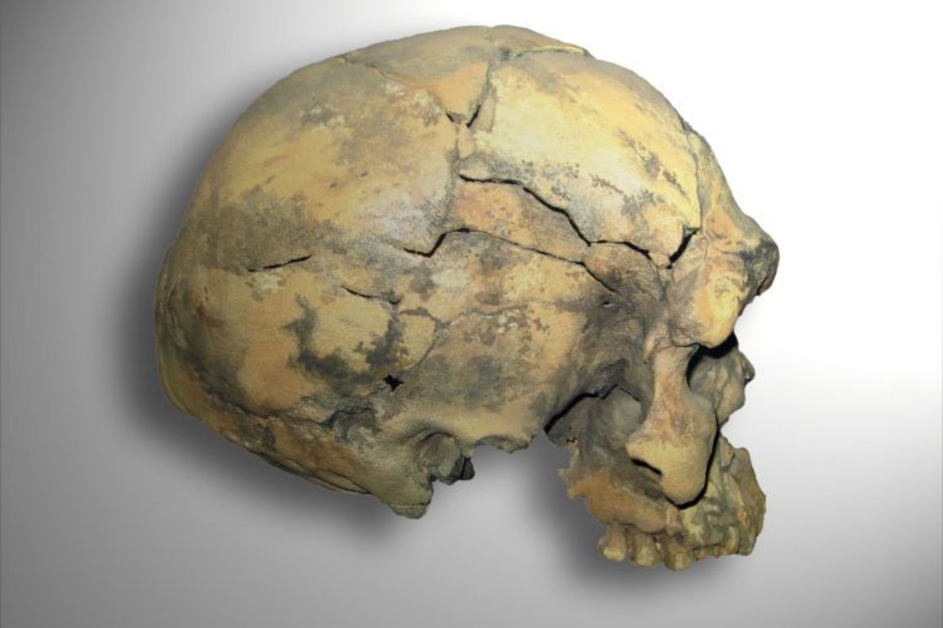 Mostra Homo Sapiens Milano