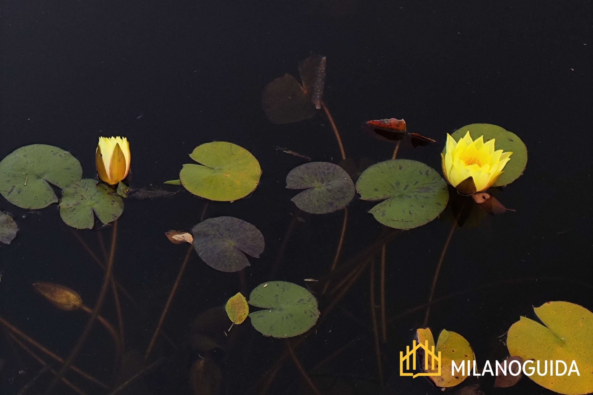 Valeggio sul Mincio con Borghetto e Parco Sigurtà