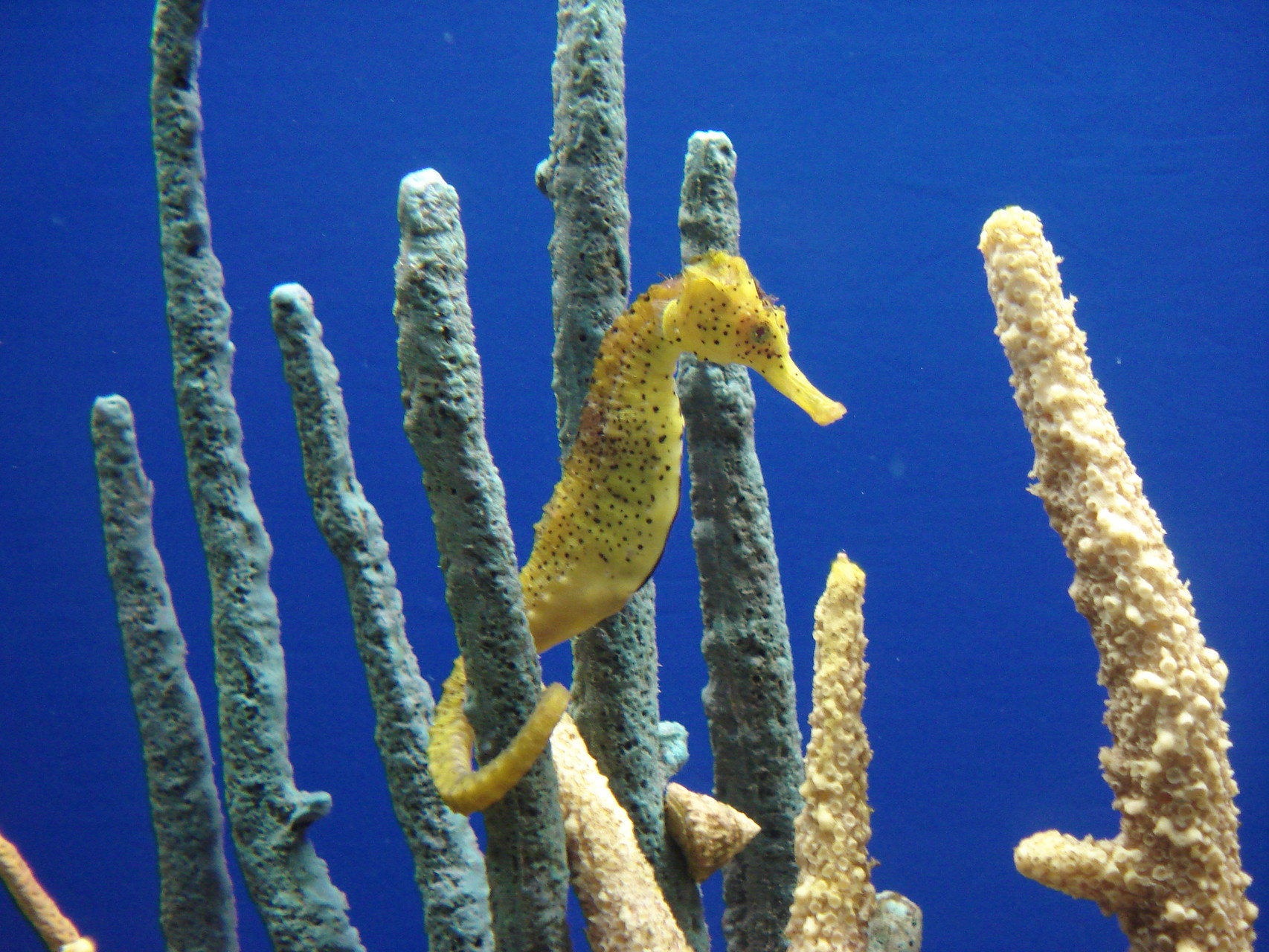 Acquario Milano Bambini