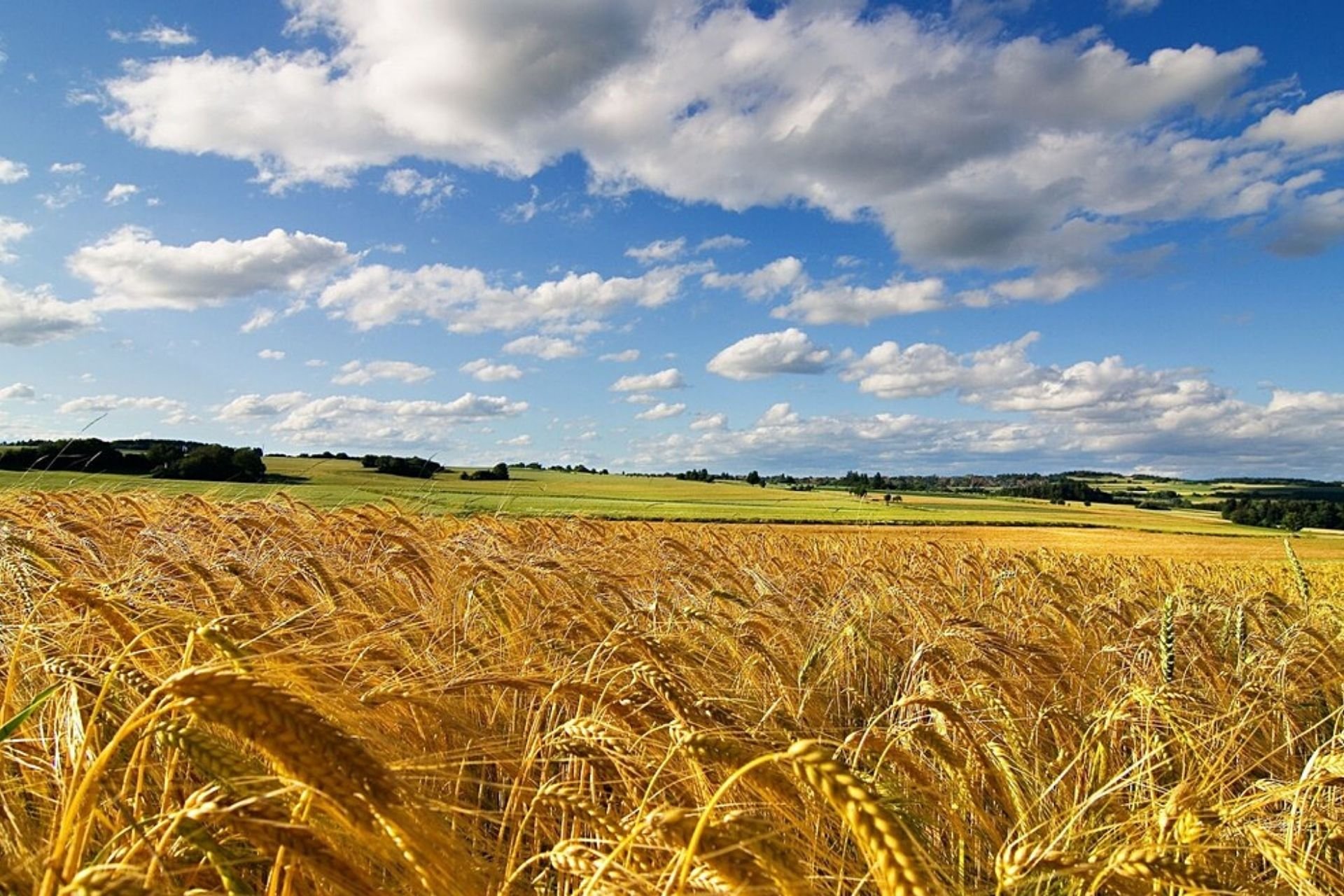 Visita botanica gastronomica: cereali