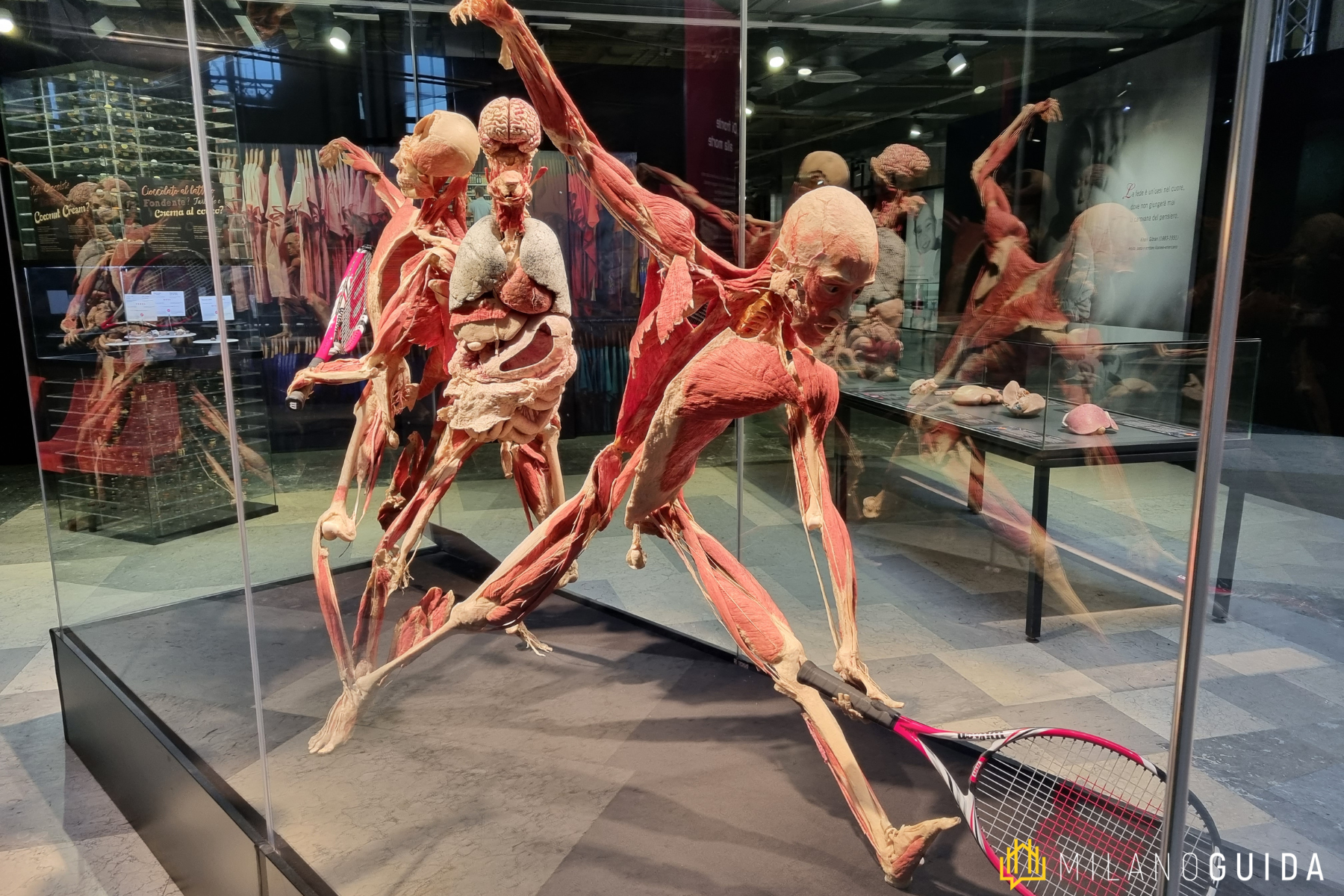 Mostra Body Worlds Milano