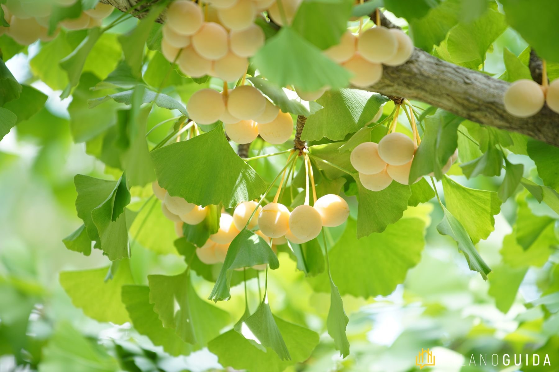 Visita guidata evoluzione Giardini Pubblici Milano