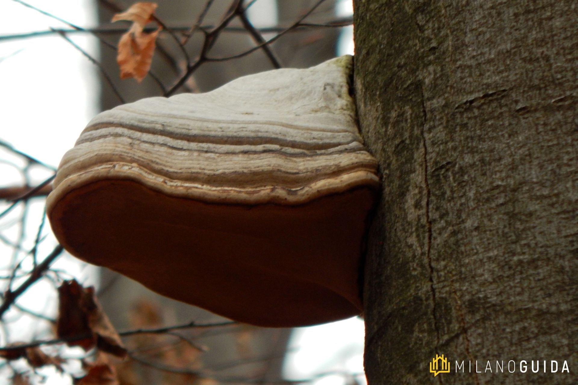 Visita guidata Parco delle Sorgenti del Lura 