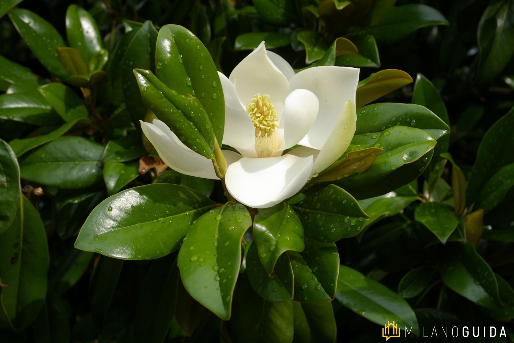 Visita guidata evoluzione Giardini Pubblici Milano