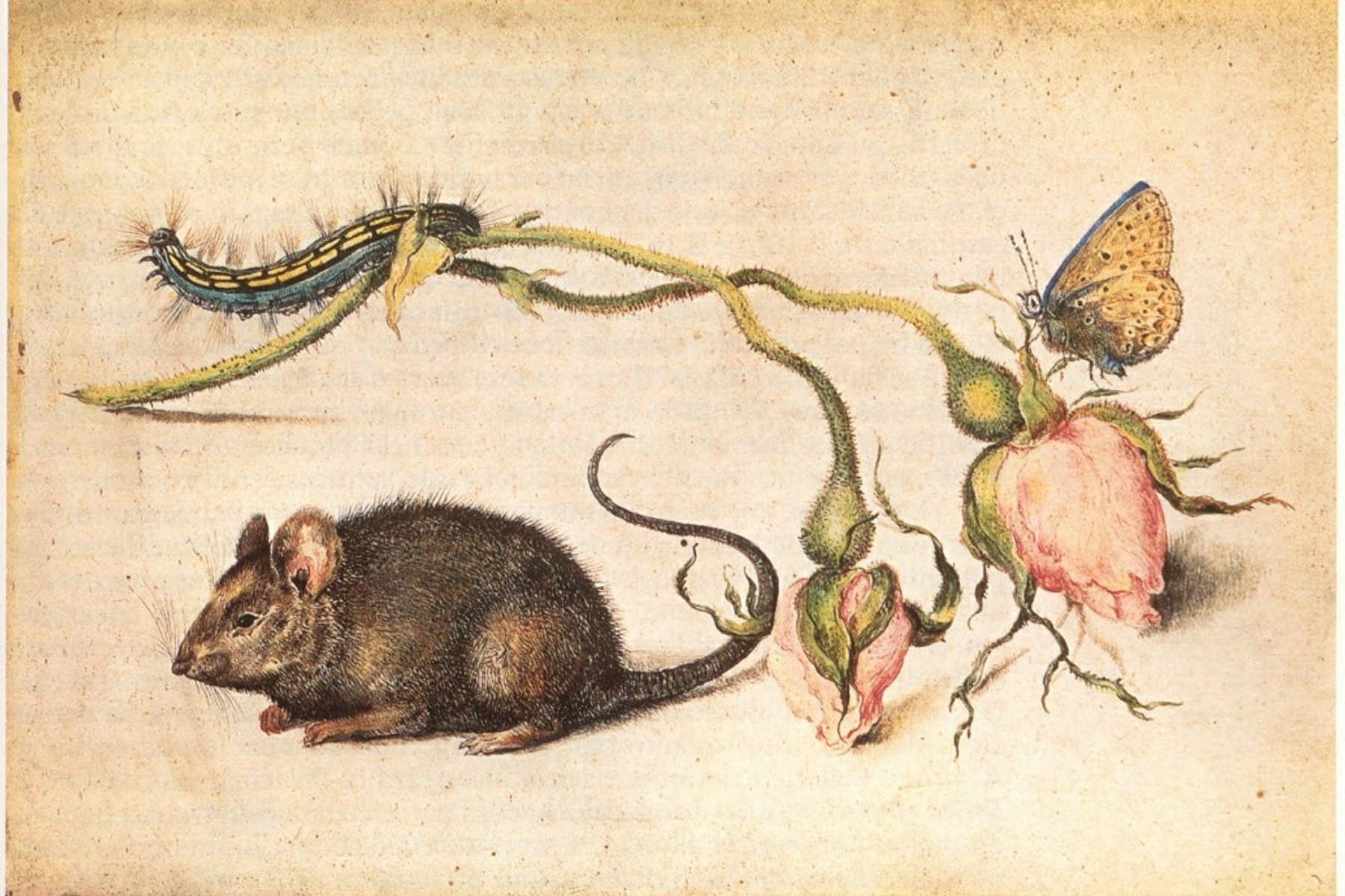 Pinacoteca Ambrosiana: Natura e paesaggio. Da Leonardo al Novecento