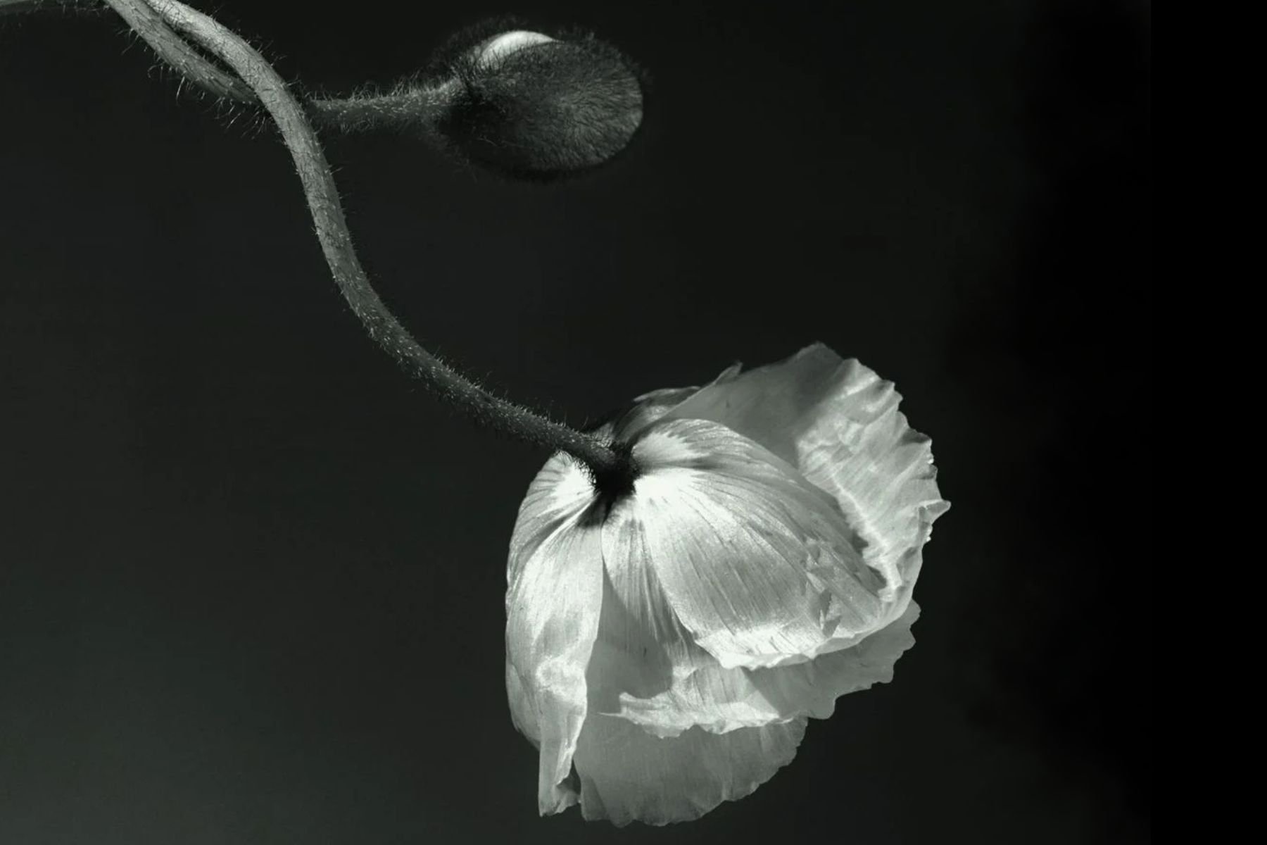 Mostra Mapplethorpe Milano