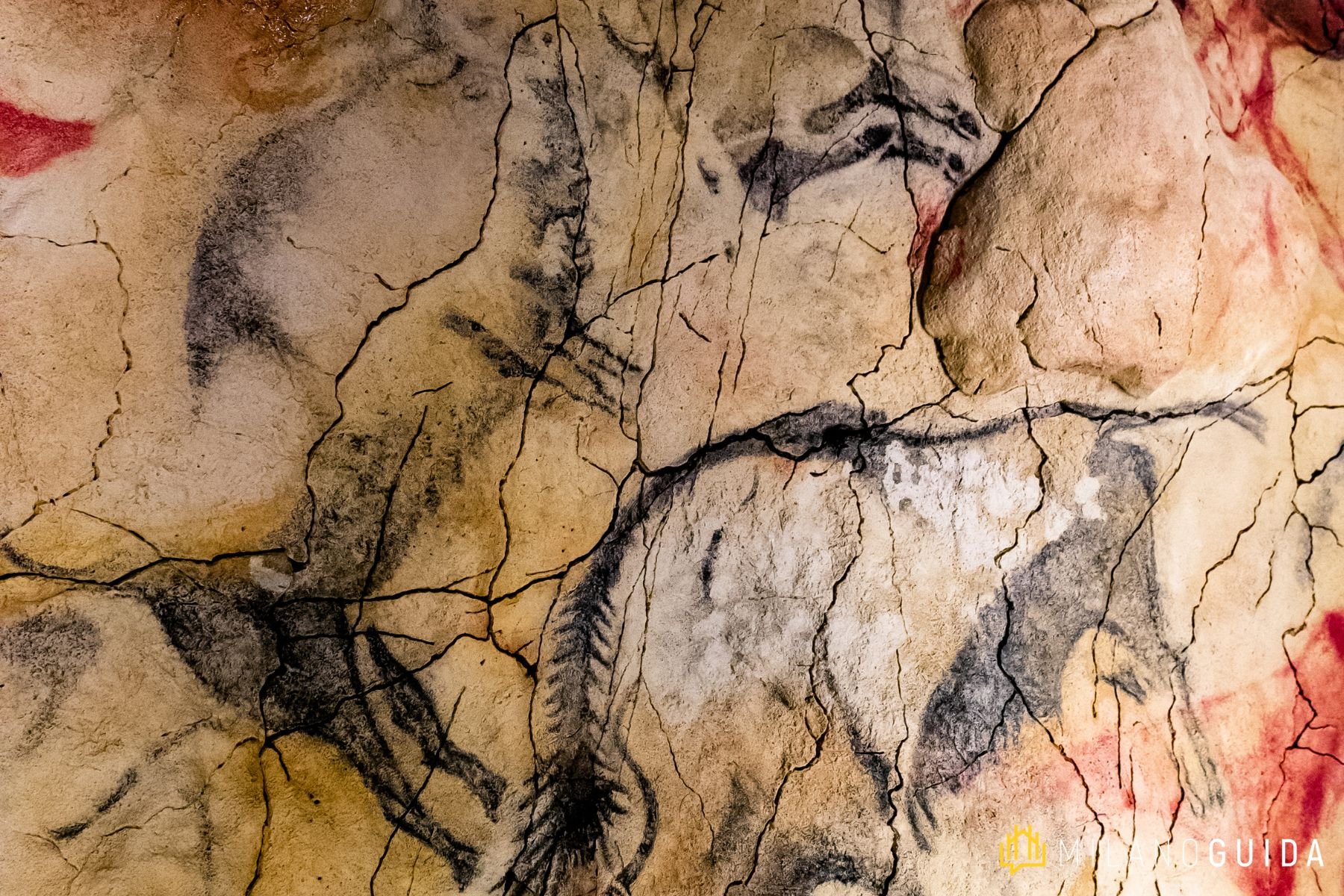 Visita guidata al Museo di Storia Naturale di Milano