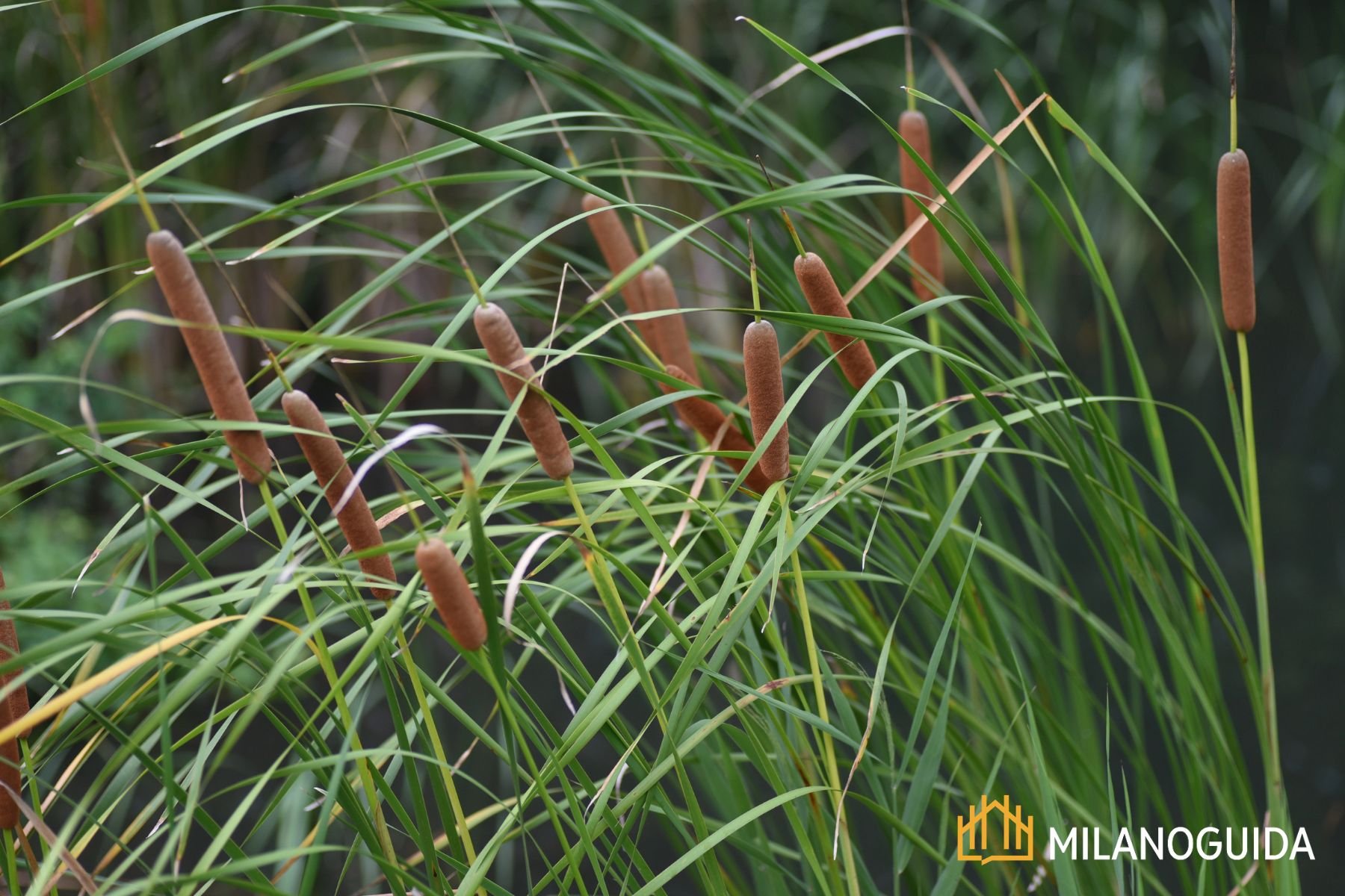 visita guidata al Lago di Sartirana