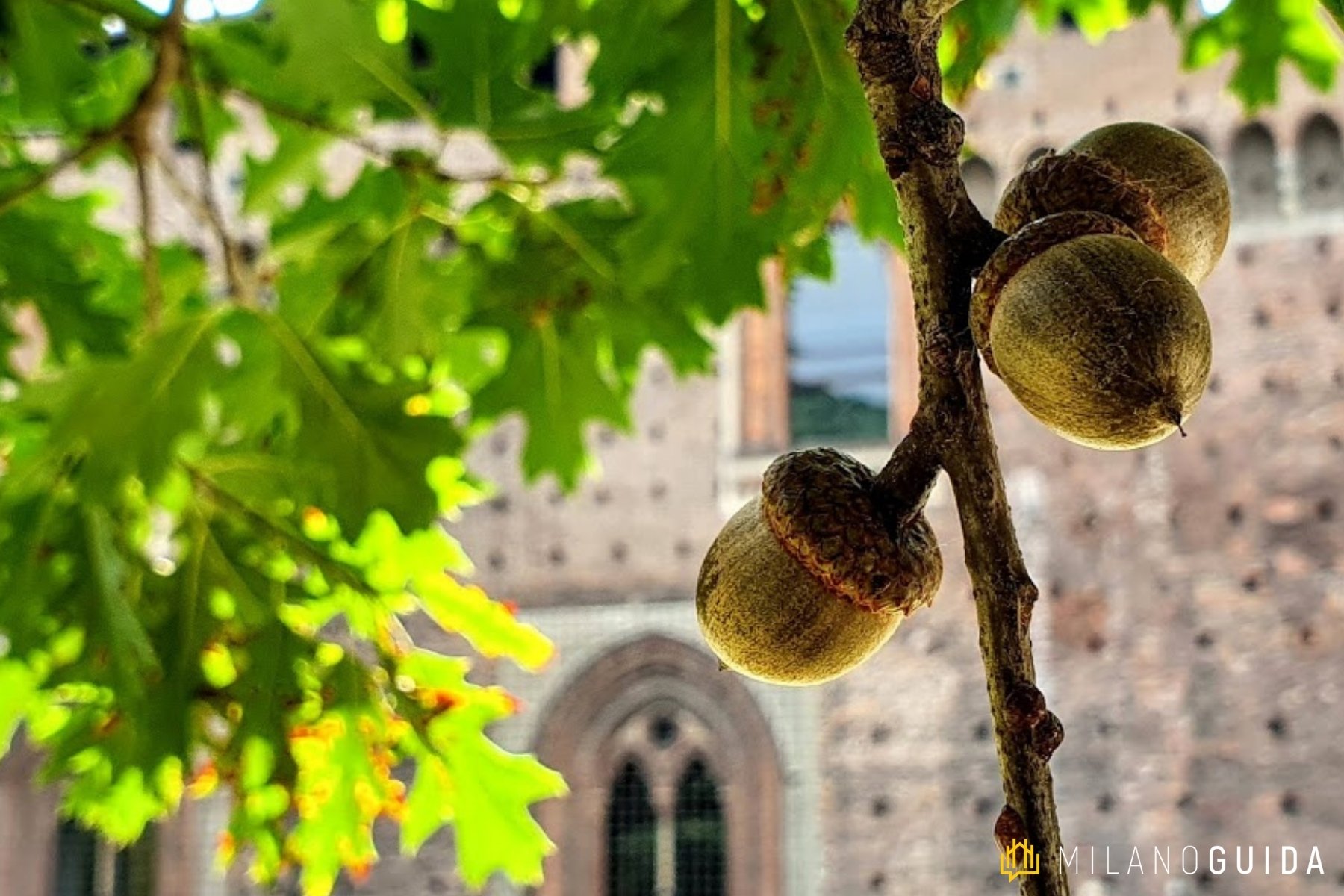 Visita botanica Storie segrete degli Alberi Parco Sempione