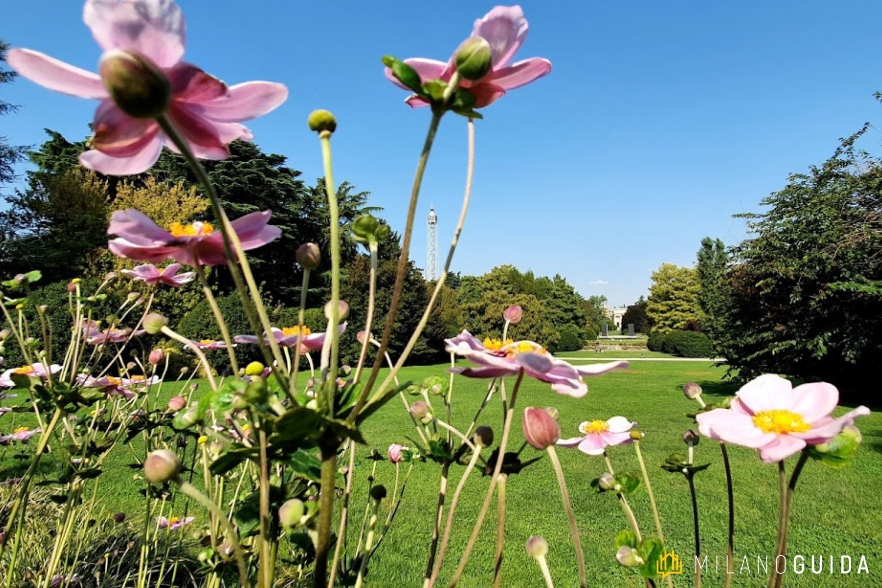 Visita botanica Storie segrete degli Alberi Parco Sempione