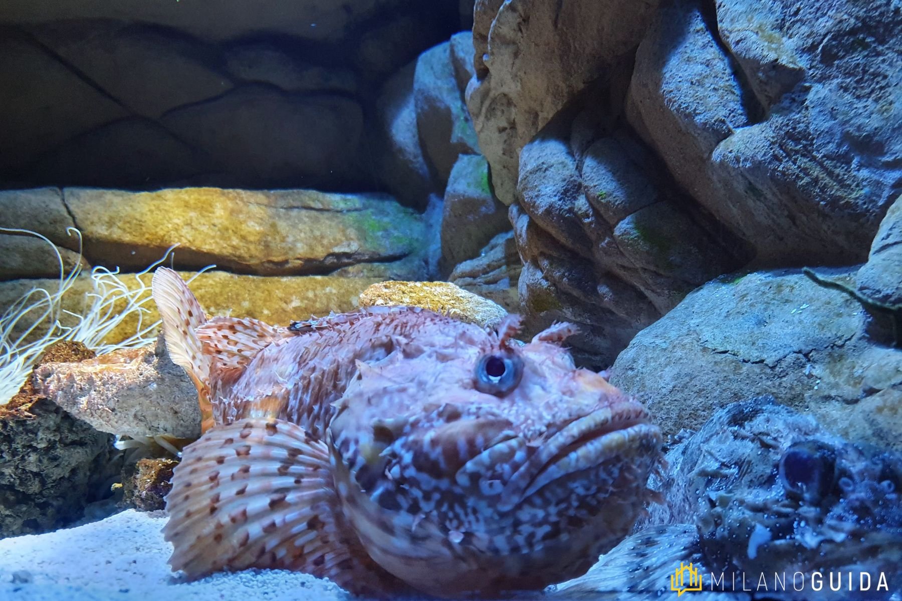 Visita guidata bambini Acquario Milano