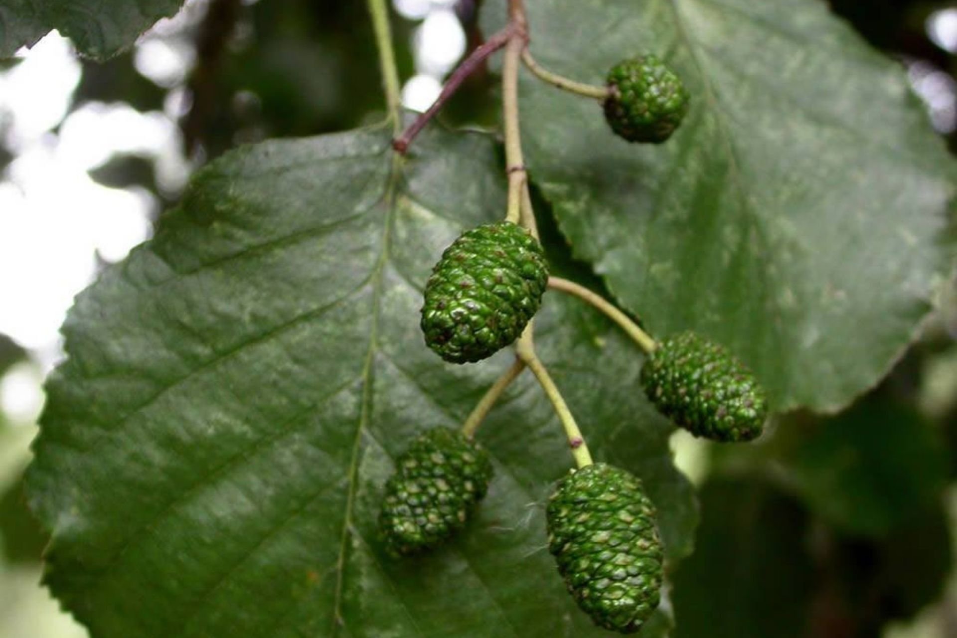 Parco delle Cave Milano