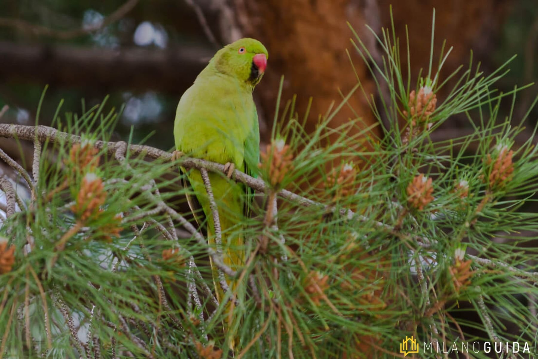 Visita guidata evoluzione Giardini Pubblici Milano