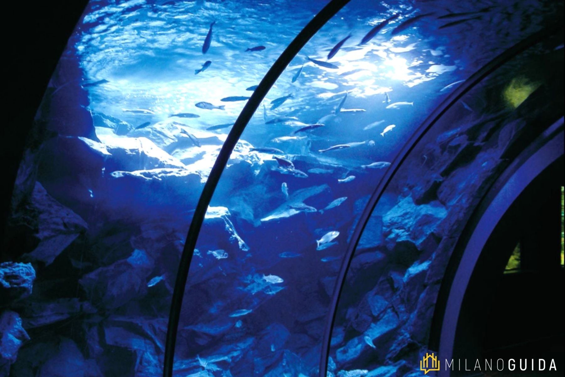 Visita guidata bambini Acquario Milano