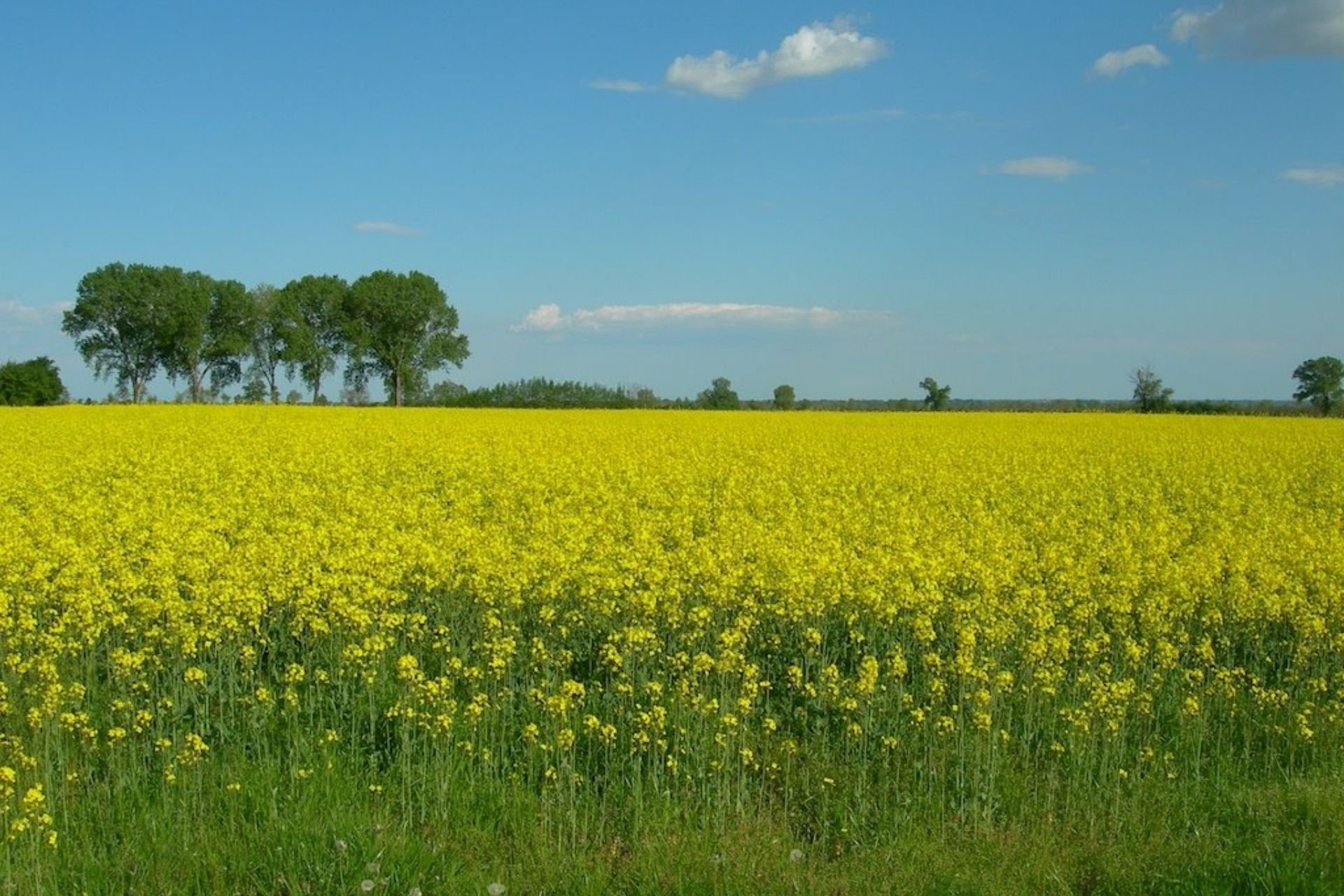 Visita botanica gastronomica: cereali