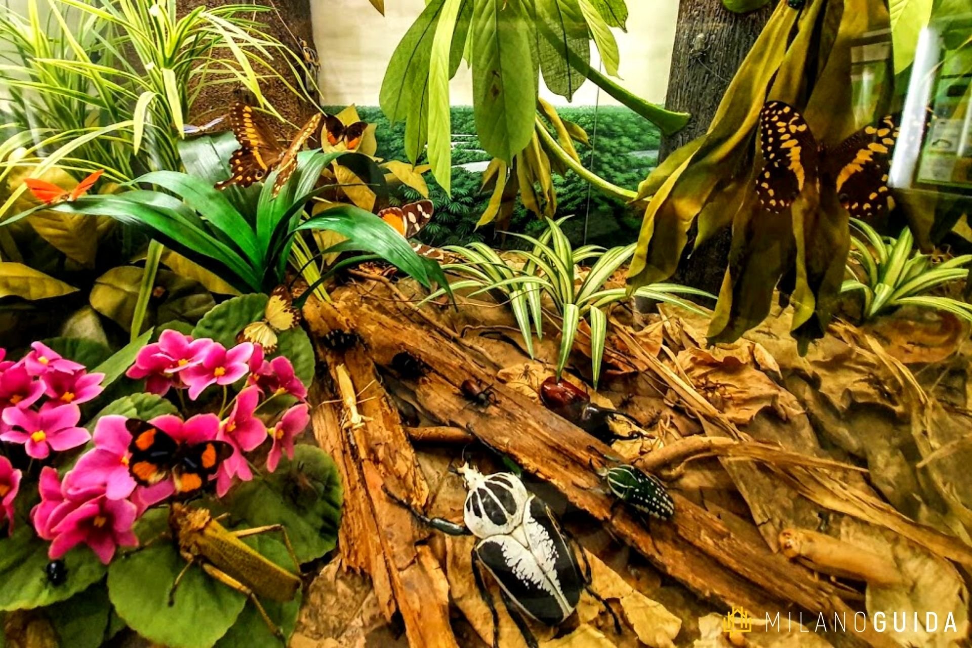 Visita guidata bambini insetti 