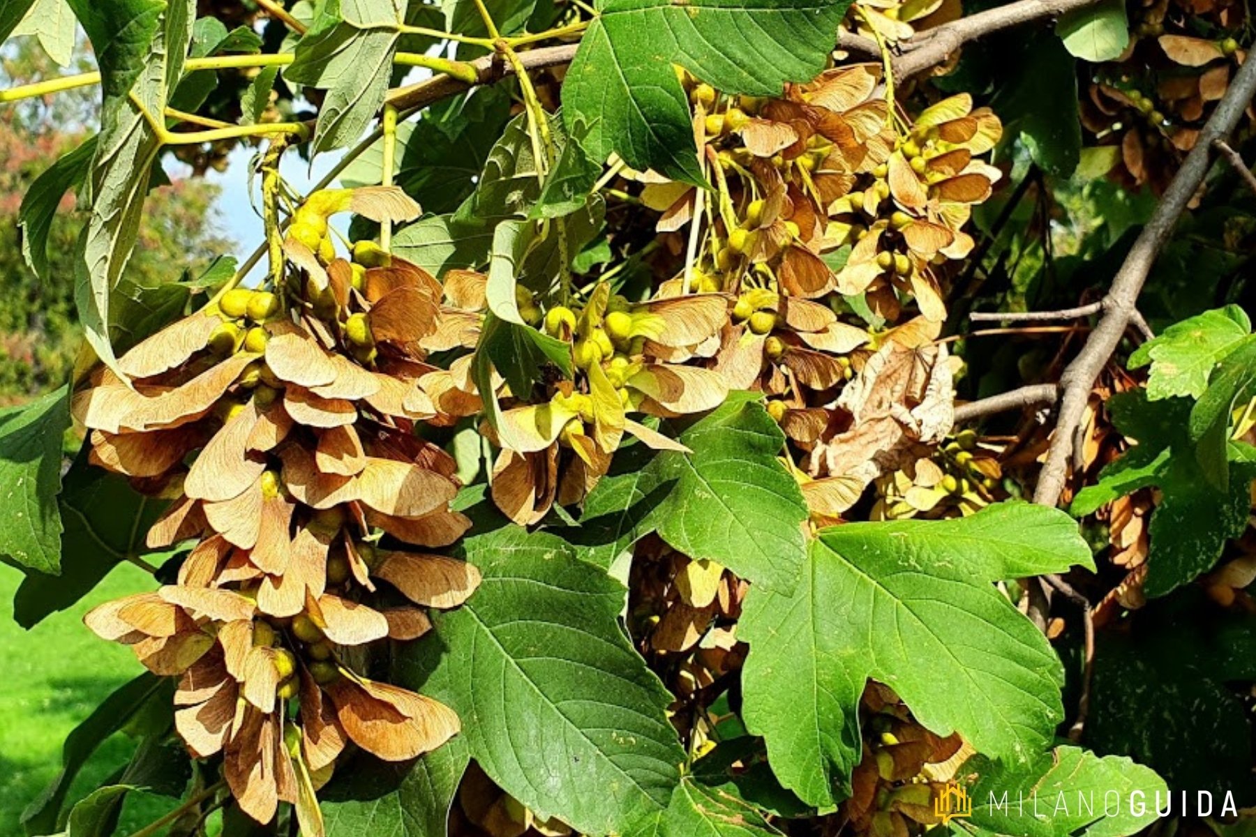 Visita botanica Storie segrete degli Alberi Parco Sempione