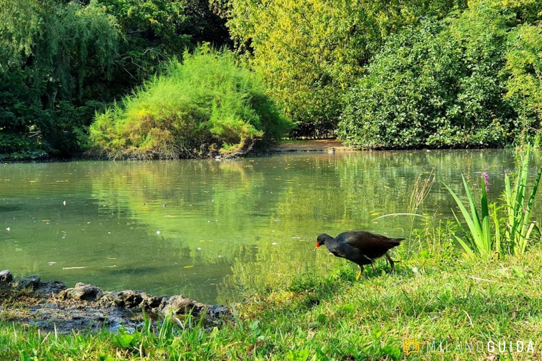 Visita botanica Storie segrete degli Alberi Parco Sempione
