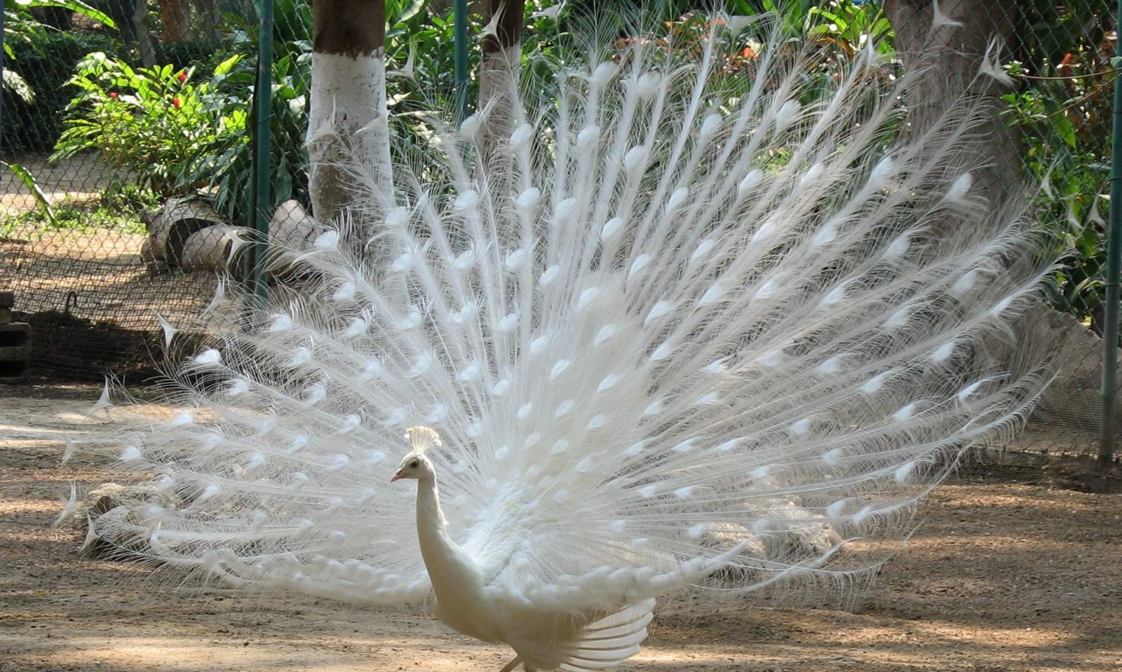 Lago Maggiore: Isole Borromee e Eremo di Santa Caterina del Sasso