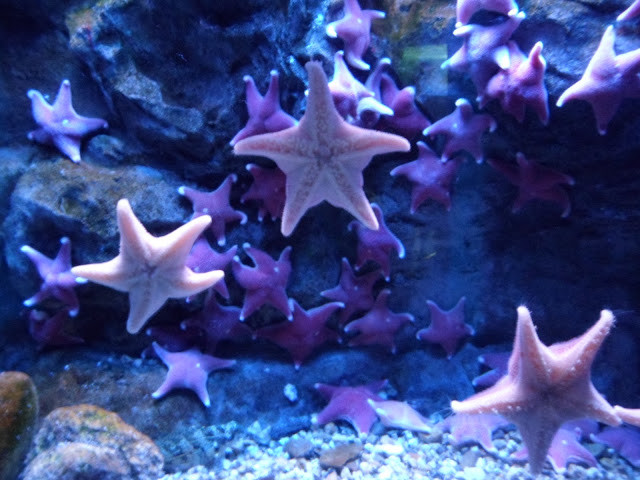 Acquario Milano Bambini