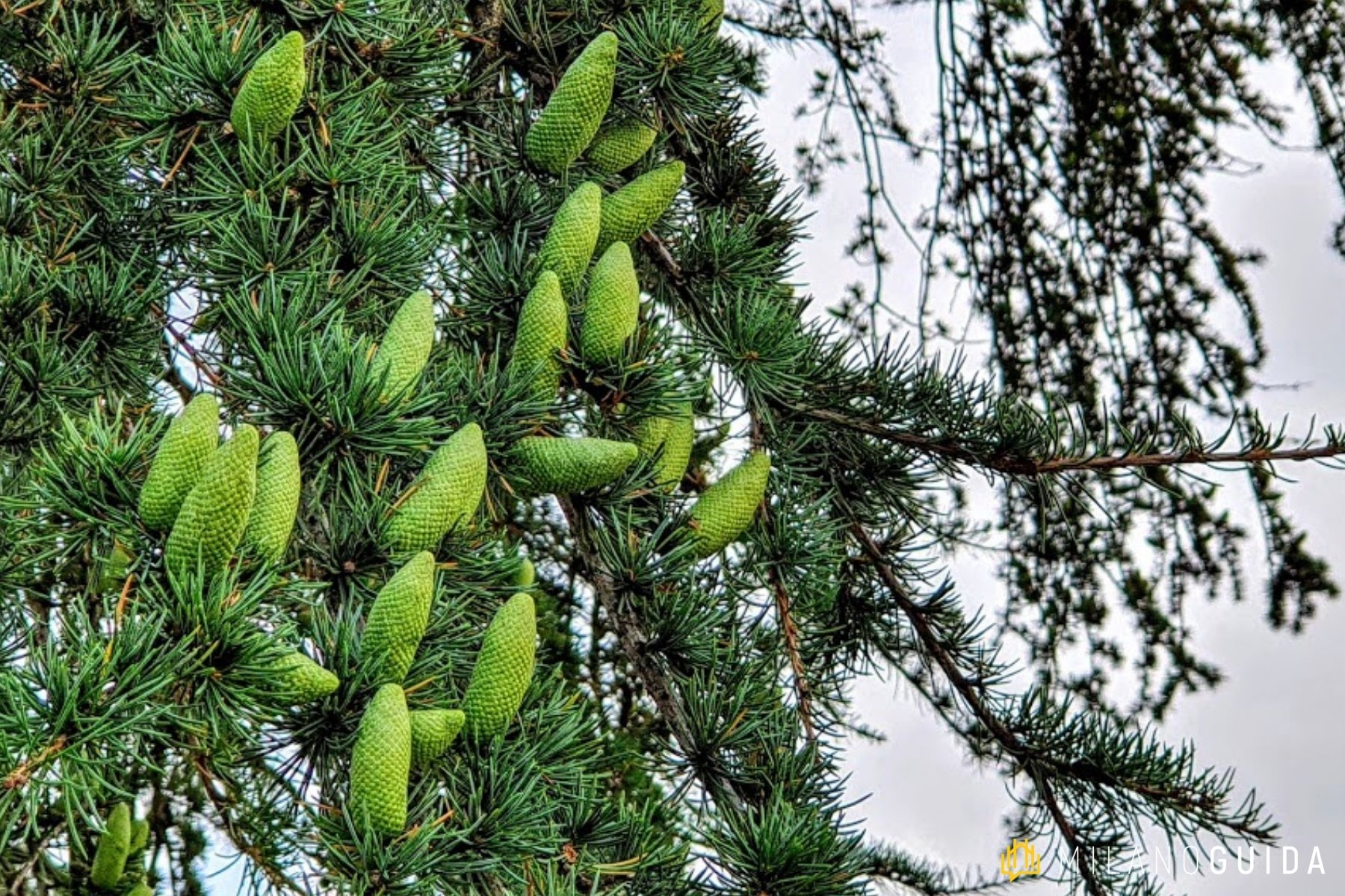 Visita botanica Storie segrete degli Alberi Parco Sempione