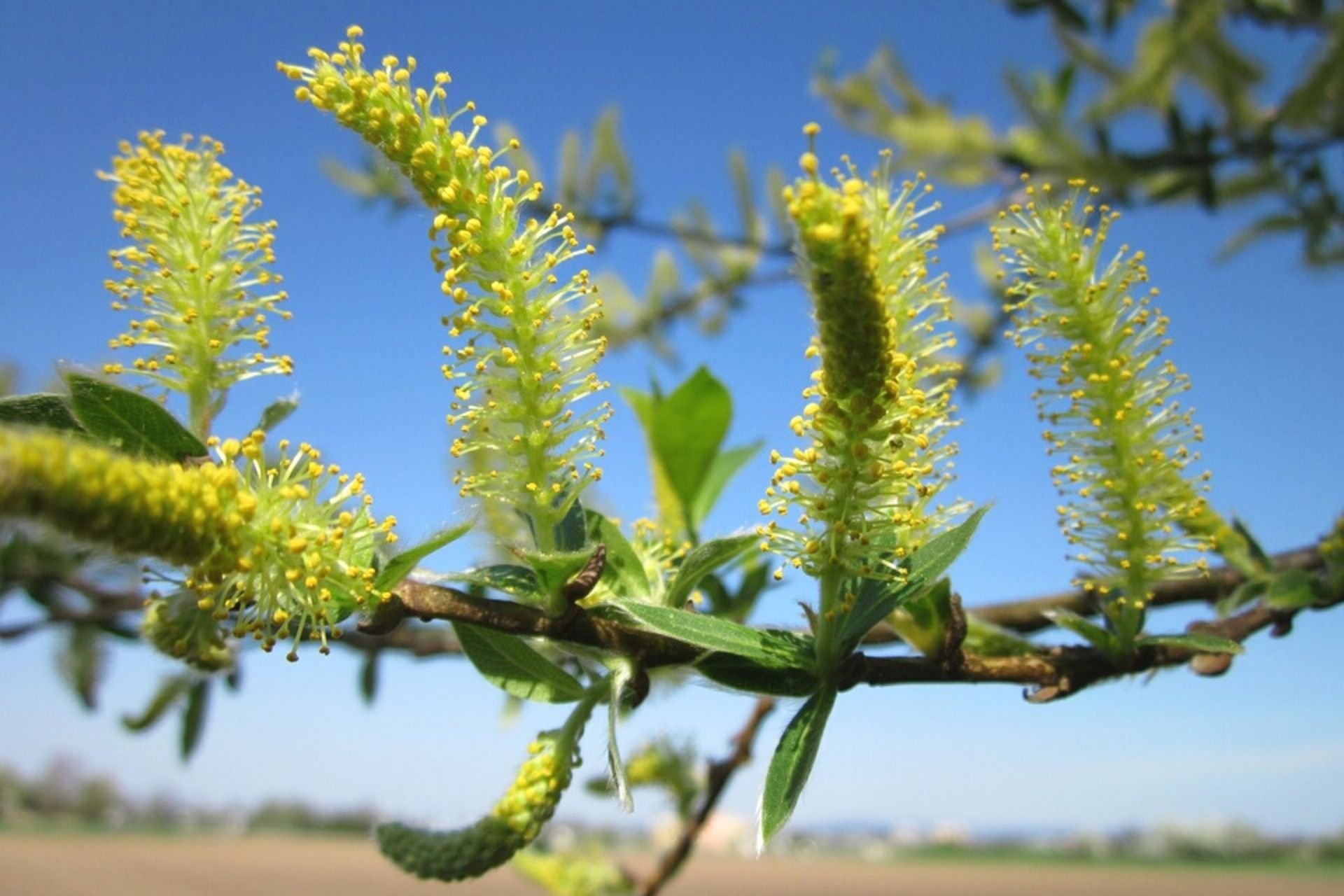 Parco delle Cave Milano